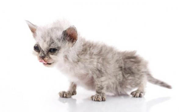 猫咪有膀胱炎会死吗？