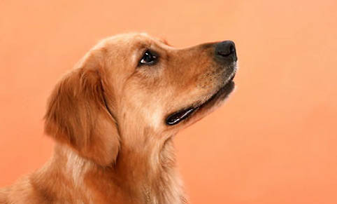 金毛犬健康成长的四大要点