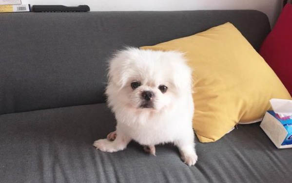 狗狗感冒咳嗽还有眼屎怎么回事