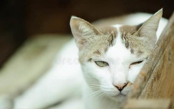 猫咪为何不喜欢被抱