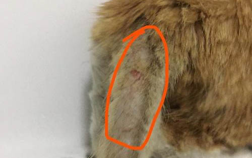 猫咪认错的表现有哪些