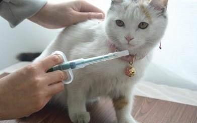 小猫送走母猫会叫多久？