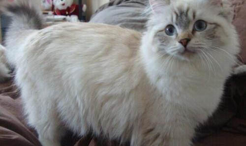 猫咪托运一般需要多少钱