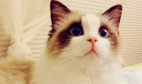 猫咪发烧有哪些症状?