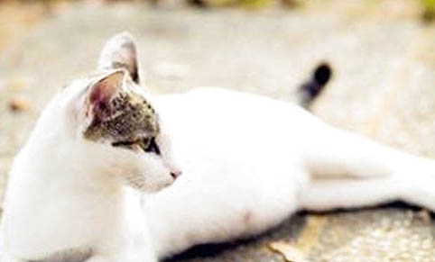 猫咪鼻子不通气怎么办