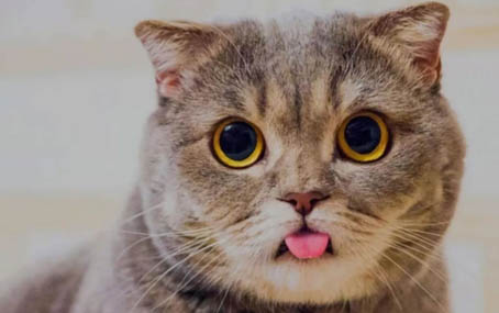 猫咪踩奶的时，主人应该怎么做