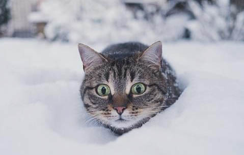 猫猫兔怀孕多久生产