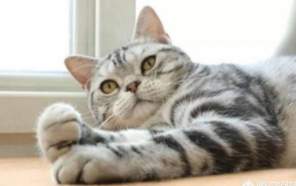 小猫一般活多久