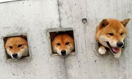 黑柴犬和赤柴犬哪个贵
