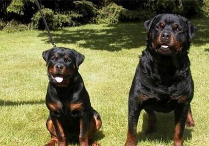 哪里能买到纯种罗威纳幼犬