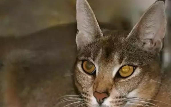 猫咪疝气症状有哪些?