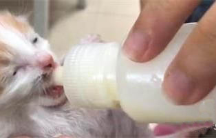 猫咪晚上睡觉为什么不叫