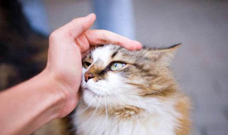 猫不让抱不让摸怎么办