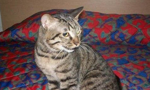 猫咪一直咕噜咕噜叫