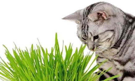 猫咪吐了一堆黄东西怎么办