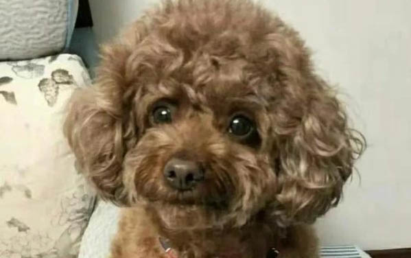 狗狗得狂犬病有哪些症状