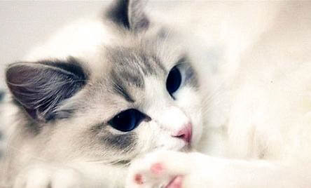 公的布偶猫粘人还是母的粘人