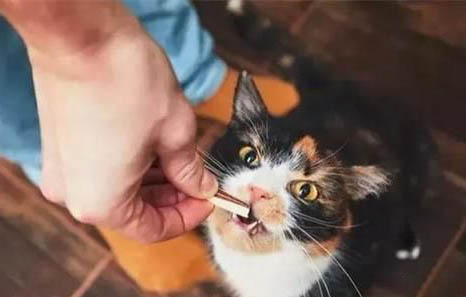 猫可以喝牛奶吗