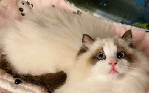 布偶猫感冒了怎么治疗好