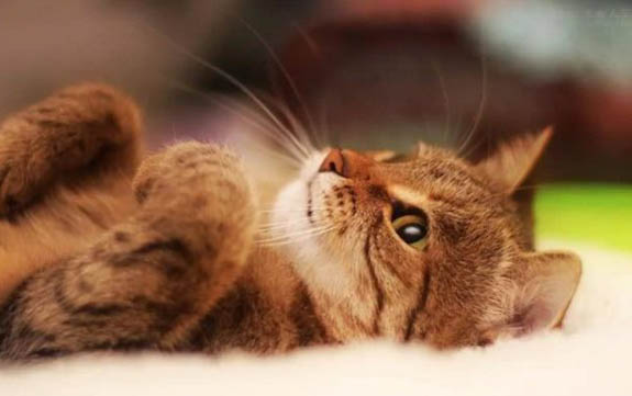 小猫咪打喷嚏流黄鼻涕该怎么办