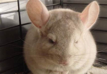 为什么龙猫那么贵