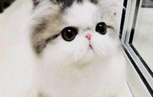 小奶猫呕吐的原因及处理方法