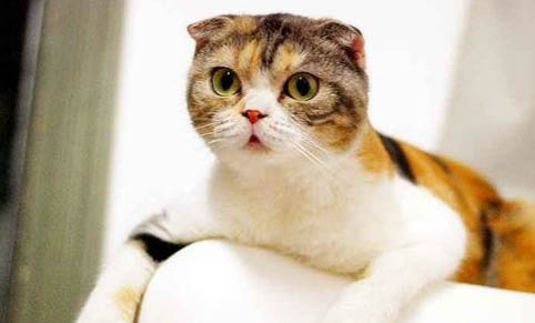 猫瘟的症状有哪些呢？