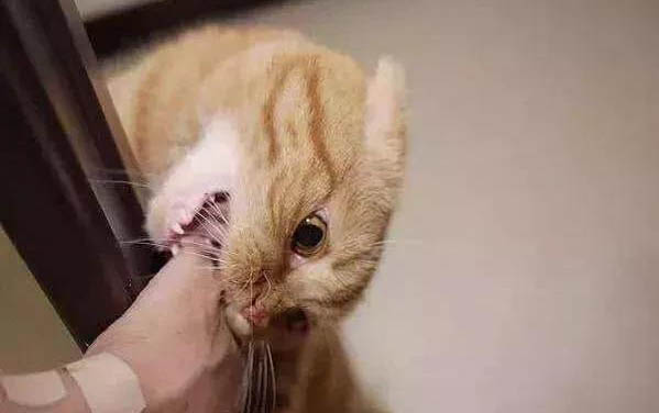 两只猫放一起多久能配上