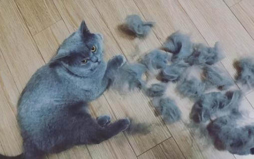 猫咪黑下巴可以抹红霉素软膏吗