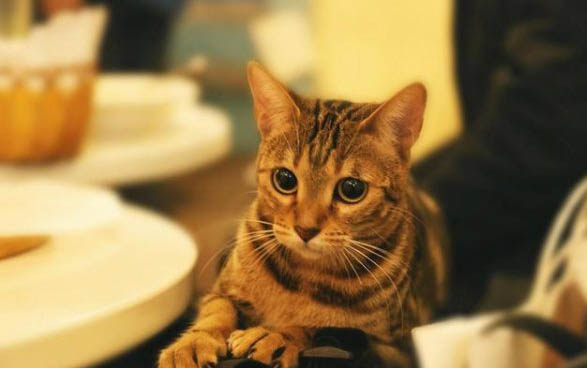 为什么不让猫咪坐厕所啊