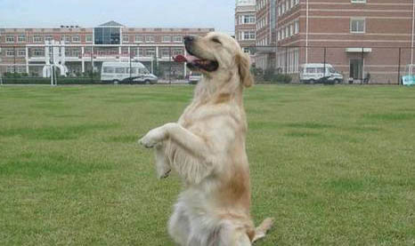 警犬基地可以帮训狗吗