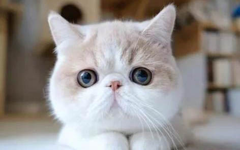 猫咪疫苗多长时间打一次