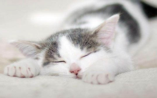 小猫瘫痪了还能活多久
