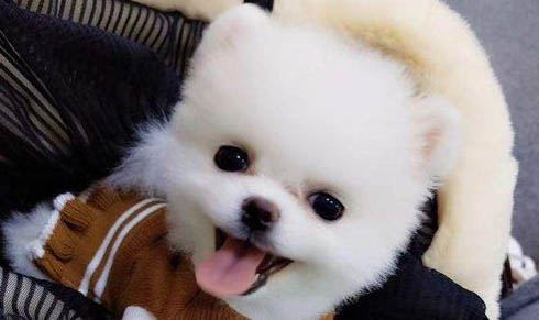 狗狗撕扯狗窝的原因及处理方法