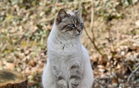 猫咪尿闭可以吃利尿通吗