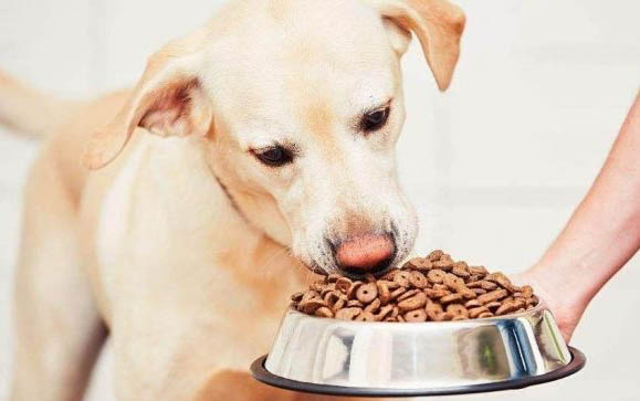 狗狗为什么喜欢咬头发怎么回事