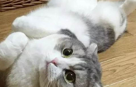 猫咪受凉之后流鼻涕的原因