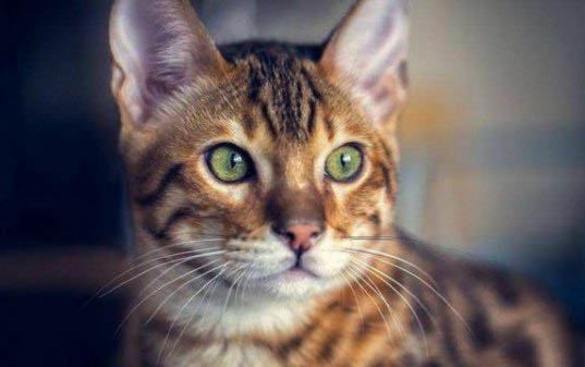 猫咪吐了一堆绿色的东西