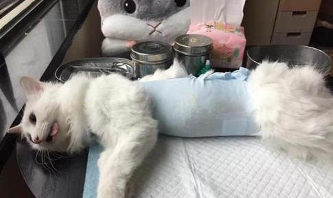 猫咪生产后都需要注意些什么