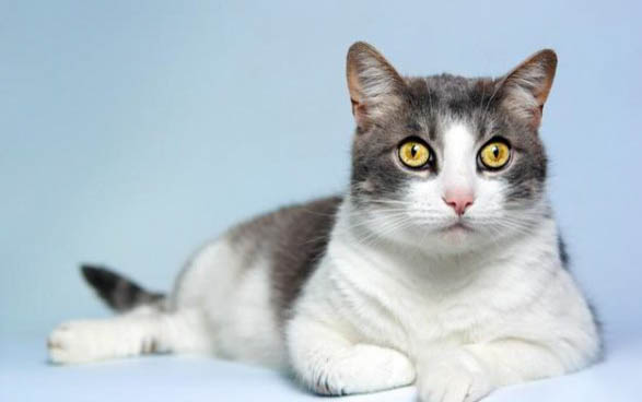 怀孕母猫生产前兆