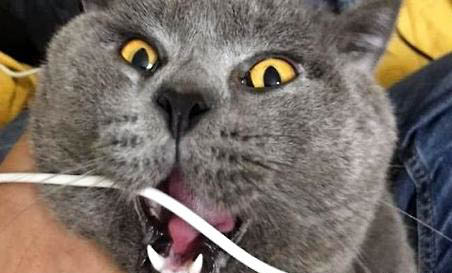 猫咪为什么需要修指甲呢