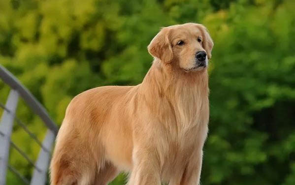 哪里有金毛幼犬卖