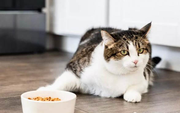 新生小猫不吃奶老叫唤什么病呢