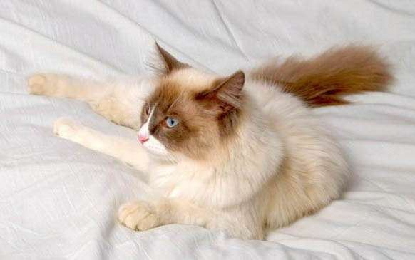 猫咪老是咬人是怎么回事