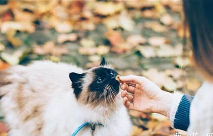 猫得猫传腹是什么原因