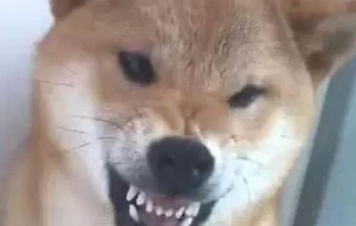 狗可以吃风干兔耳朵吗