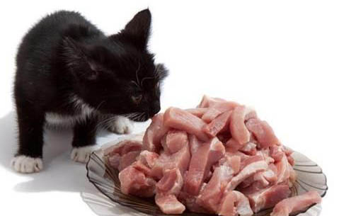 新买的猫咪多久和人熟悉