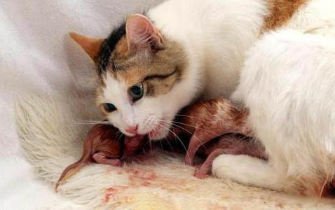 猫咪有时候会像哮喘一样怎么回事