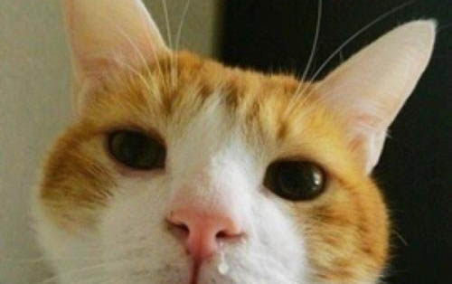 猫咪应激反应呕吐原因