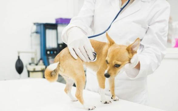 棉花面纱犬哪里有卖